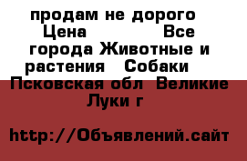 продам не дорого › Цена ­ 10 000 - Все города Животные и растения » Собаки   . Псковская обл.,Великие Луки г.